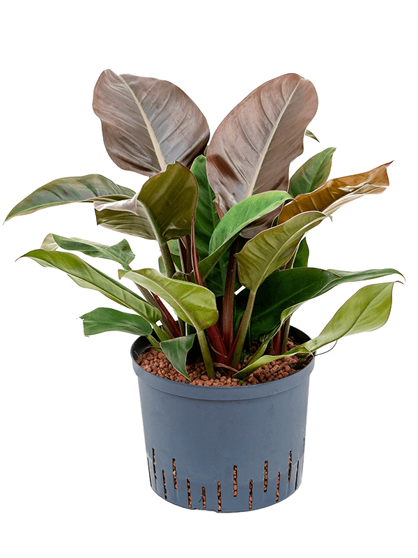 Philodendron 'Imperial Red' (Hydro 45)