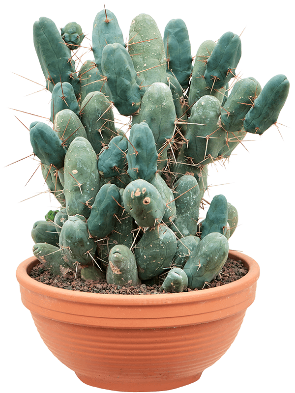 Trichocereus bridgesii f. monstruosa (Erde 55)