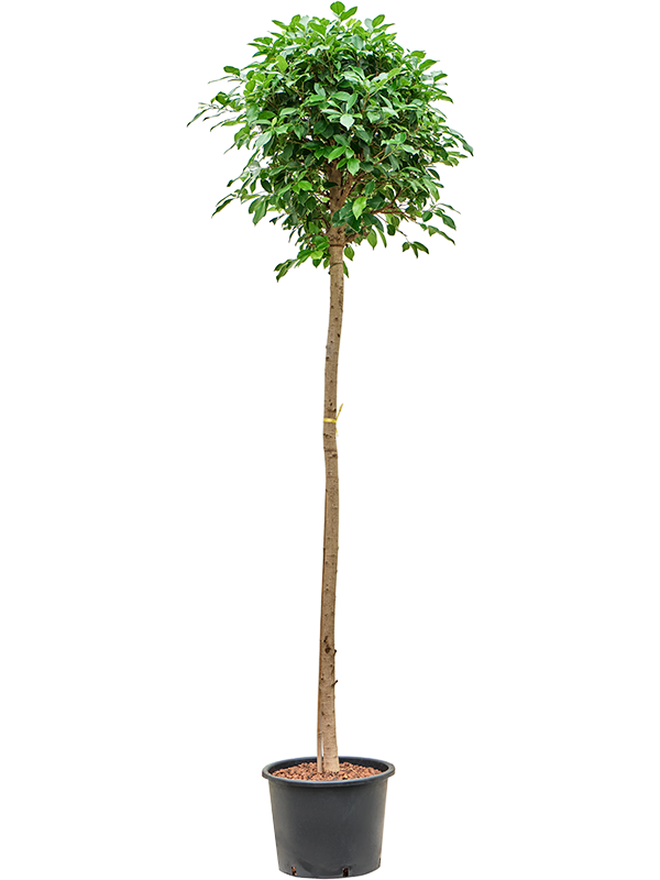 Ficus microcarpa ‘Nitida’ (Hydro 180)