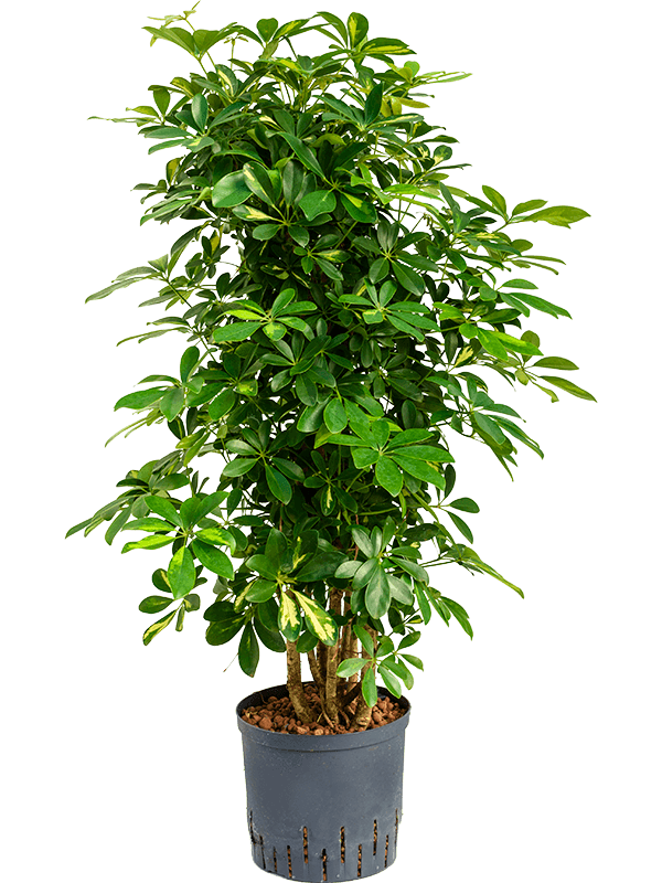 Schefflera arboricola 'Gold Capella' (Hydro 90)