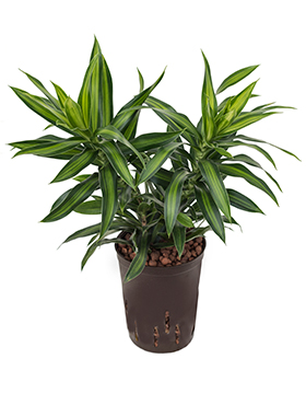 Pleomele (Dracaena) reflexa 'Song of Jamaica' (Hydro 50)