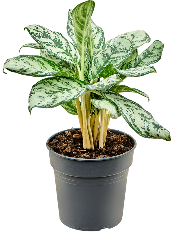 Aglaonema 'Patricia' (Erde 40)