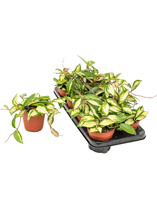 Hoya carnosa 'Tricolor' 8/tray (Erde 15)