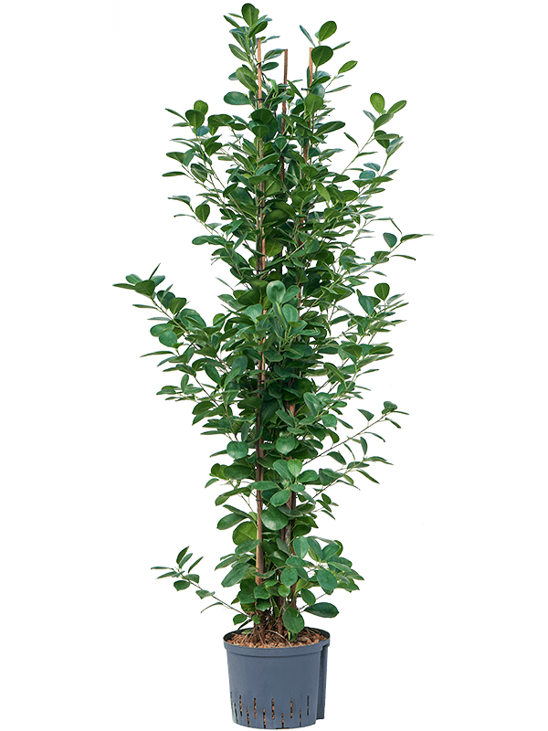 Ficus microcarpa 'Moclame' (Hydro 150)