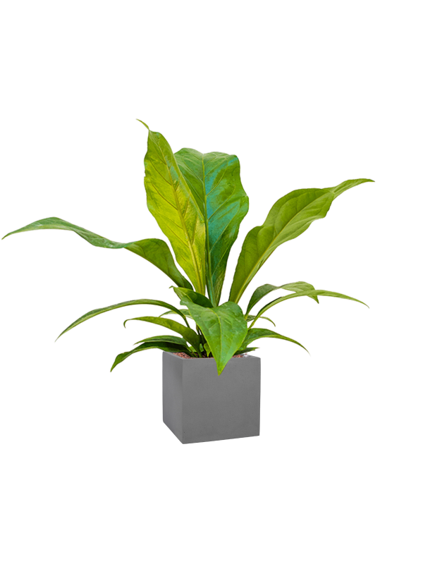 Anthurium ellipticum 'Jungle bush' in Natural (70) inkl. Gefäß
