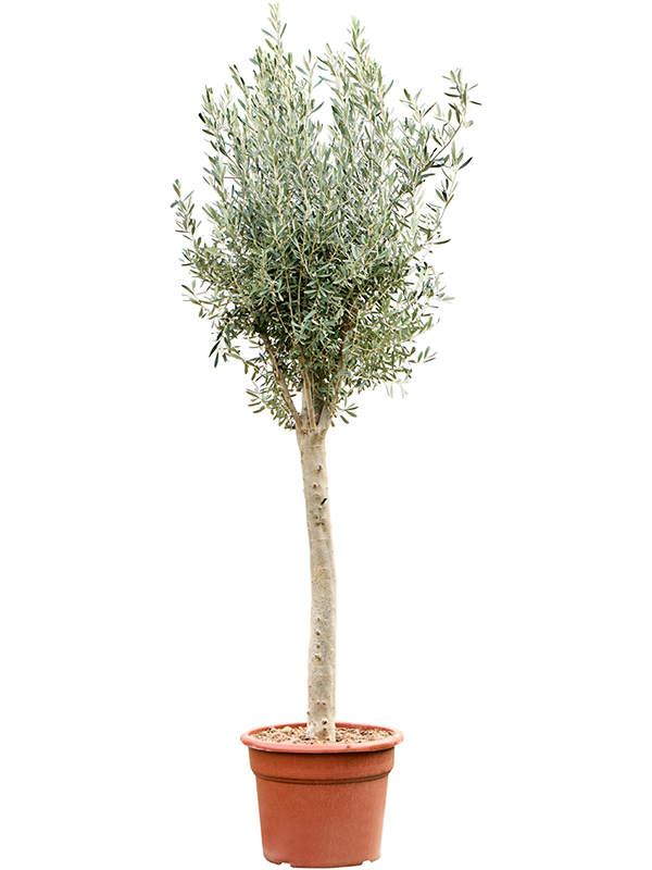 Olea europaea (200-260) (Erde 230)