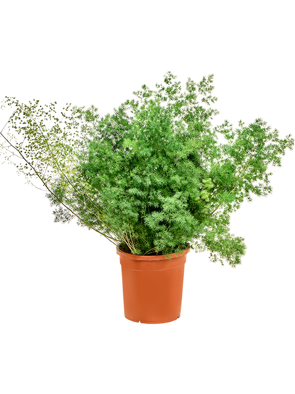 Asparagus umbellatus (myriocladus) (Erde 90)