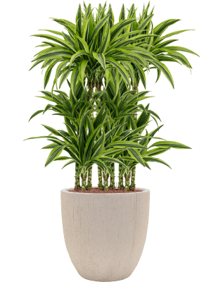 Dracaena fragrans 'Lemon Lime' in Baq Raindrop (126) inkl. Gefäß