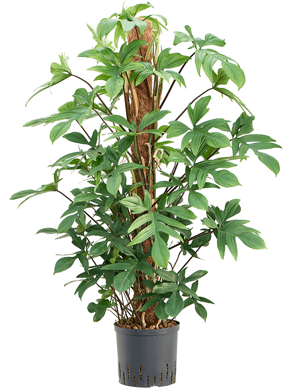 Philodendron pedatum (Hydro 120)