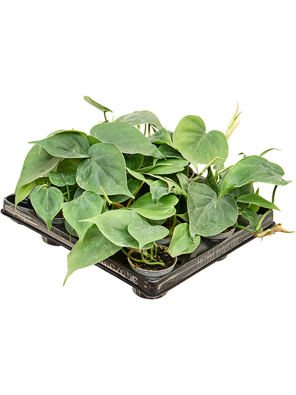 Philodendron scandens 12/tray (Erde 12)