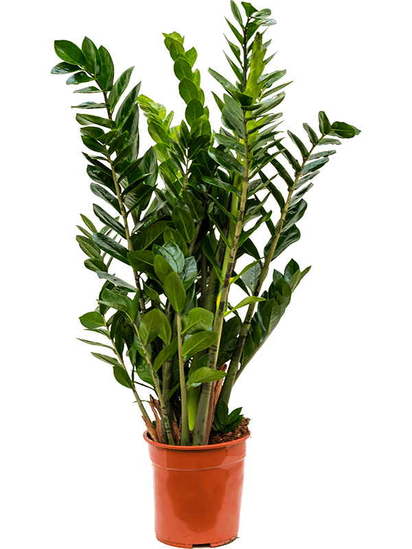 Zamioculcas zamiifolia (Erde 90)