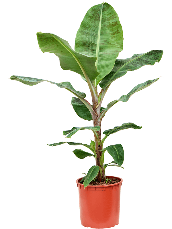 Musa 'Dwarf Cavendish' (Erde 150)