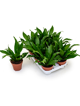 Dracaena fragrans 'Green Jewel' 8/tray (Erde 27)