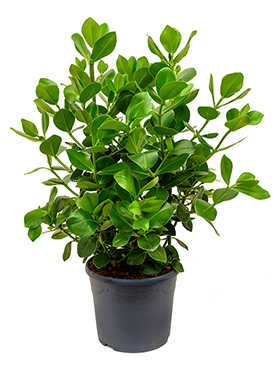 Clusia rosea 'Princess' (Erde 100)