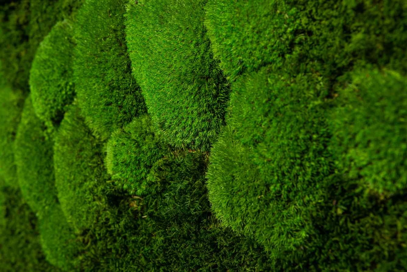 Moosbild_Nahaufnahme