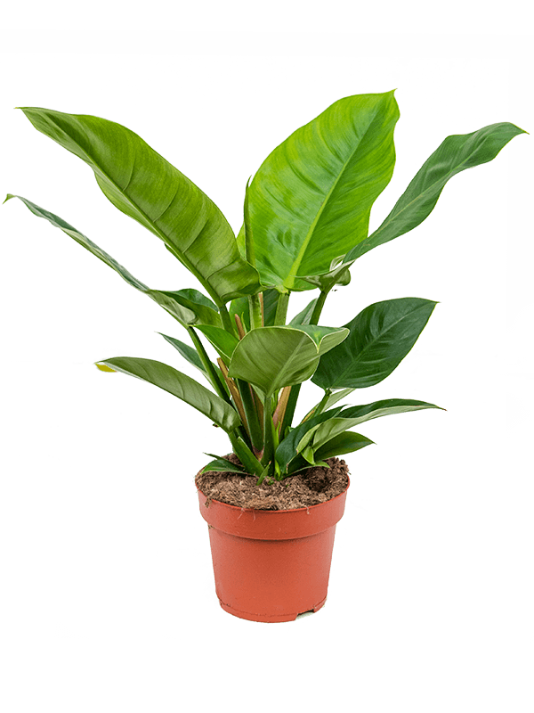 Philodendron 'Imperial Green' (Erde 45)