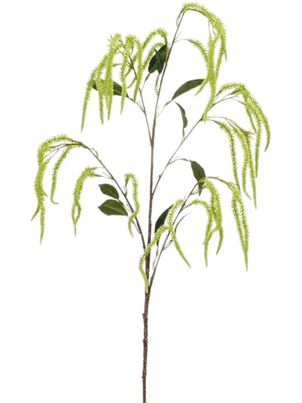 Amaranthus (100)