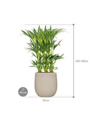 Kentia (Howea) forsteriana in Baq Raindrop (125) inkl. Gefäß