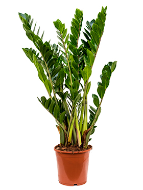 Zamioculcas zamiifolia (Erde 80)