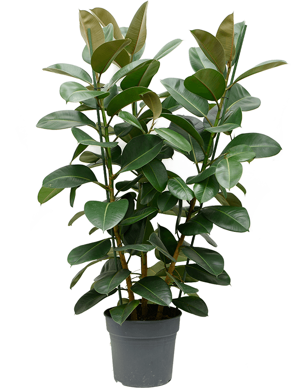 Ficus elastica 'Robusta' (Erde 160)