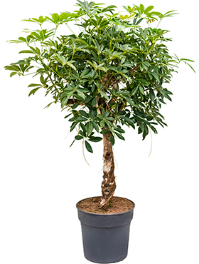 Schefflera arboricola 'Compacta' (Erde 125)