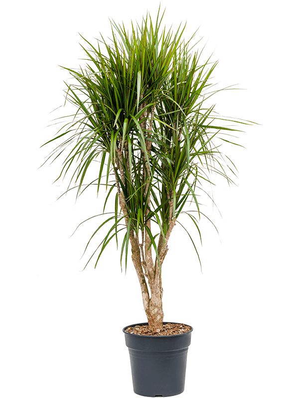 Dracaena marginata (Erde 160)