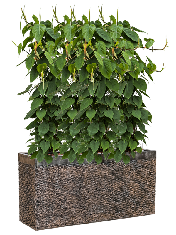 Philodendron scandens in Baq Luxe Lite Universe Layer (135) inkl. Gefäß
