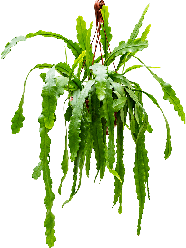 Epiphyllum 'Beavertail' (Erde 50)