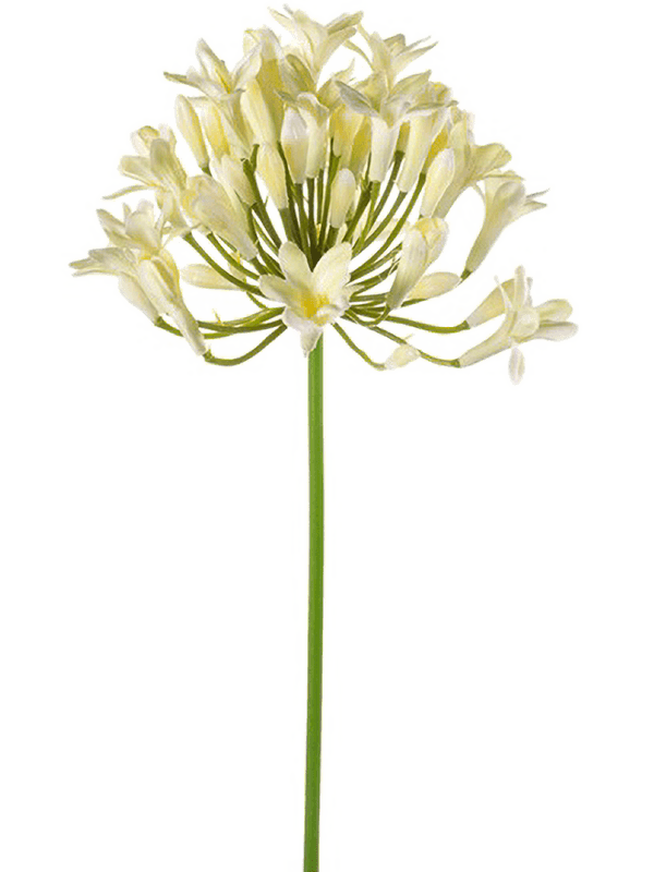 Agapanthus (75)