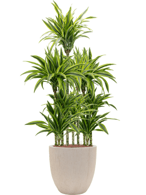 Dracaena fragrans 'Lemon Lime' in Baq Raindrop (163) inkl. Gefäß