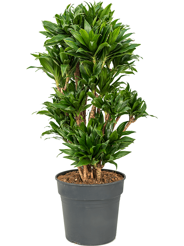 Dracaena fragrans 'Compacta' (Erde 100)