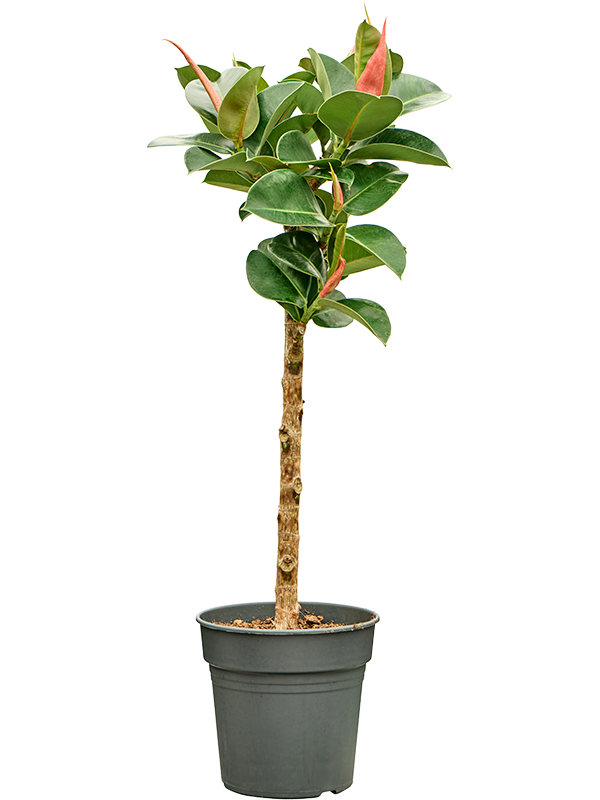 Ficus elastica 'Cloe' (Erde 80)
