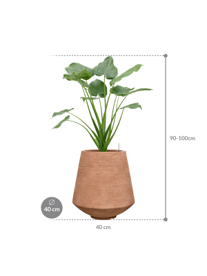 Alocasia cucullata in Colorado (99) inkl. Gefäß