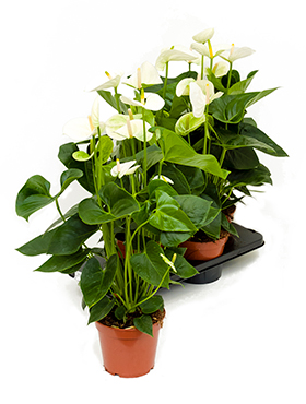 Anthurium andraeanum 'Sierra White' 4/tray (Erde 65)