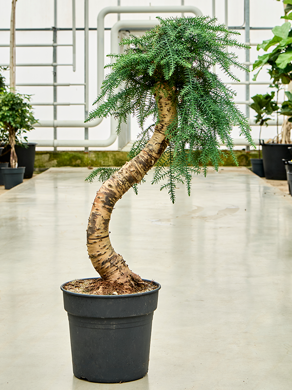Araucaria cunninghamii (Erde 110)