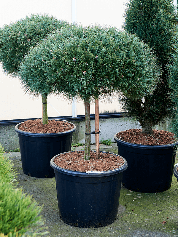 Pinus nigra 'Brepo' (Erde 160)