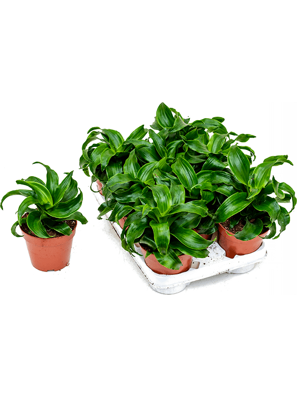 Dracaena fragrans 'Twist' 8/tray (Erde 25)