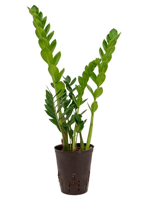Zamioculcas zamiifolia (Hydro 55)