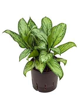 Aglaonema 'Christina' (Hydro 30)