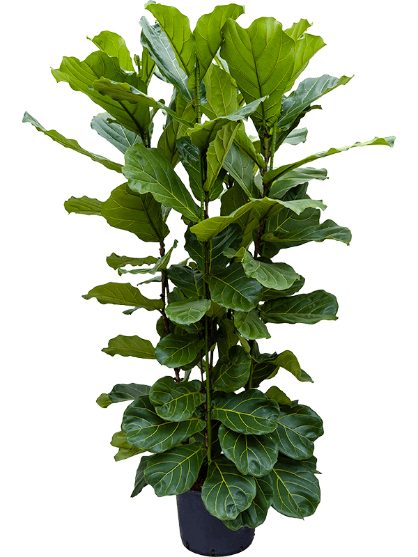 Ficus lyrata (Hydro 150)