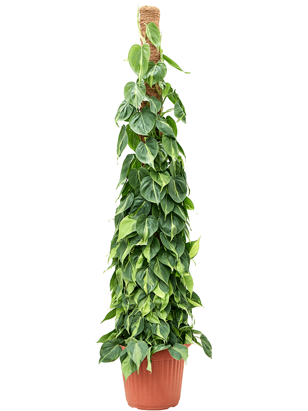 Philodendron scandens 'Brasil' (Erde 180)
