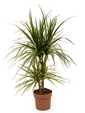 Dracaena marginata 'Sunray' (Erde 65)