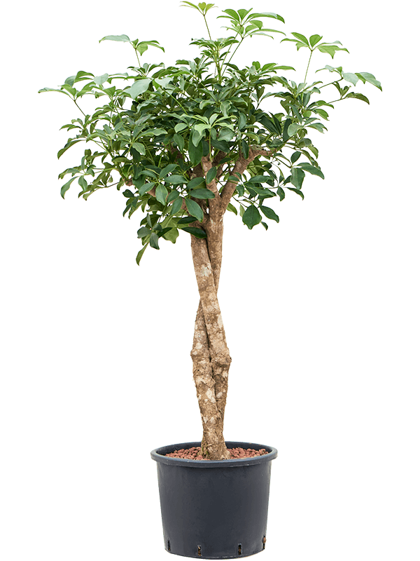Schefflera arboricola 'Compacta' (Hydro 150)