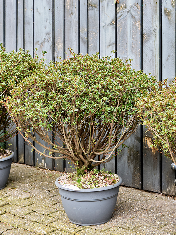 Azalea japonica 'Aladdin Scout' (80-100) (Erde 90)