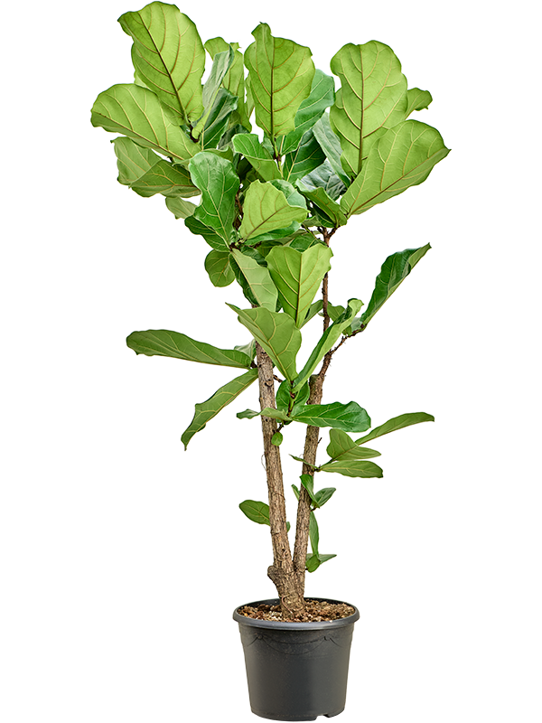 Ficus lyrata (Erde 150)