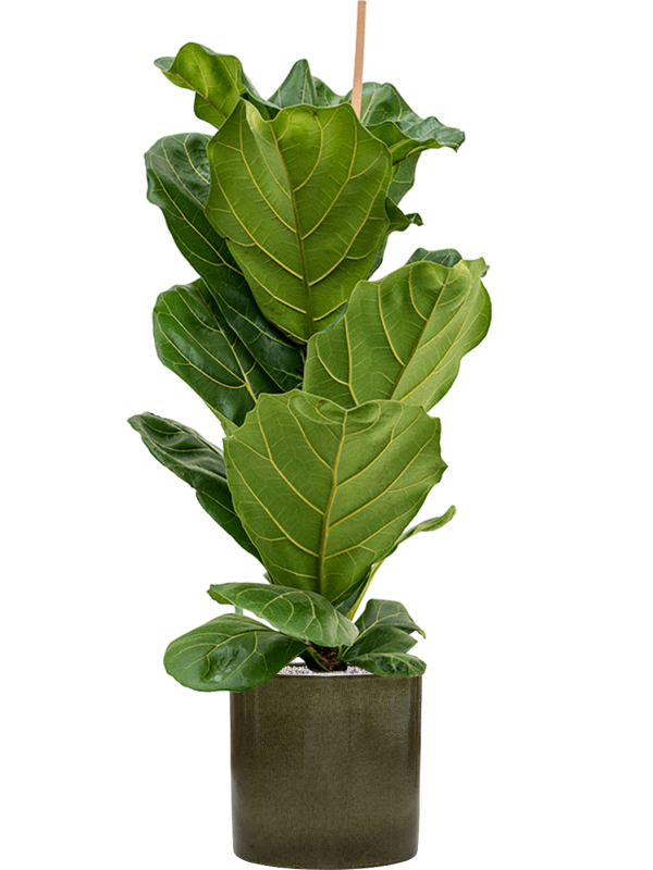 Ficus lyrata in Cylinder (126) inkl. Gefäß