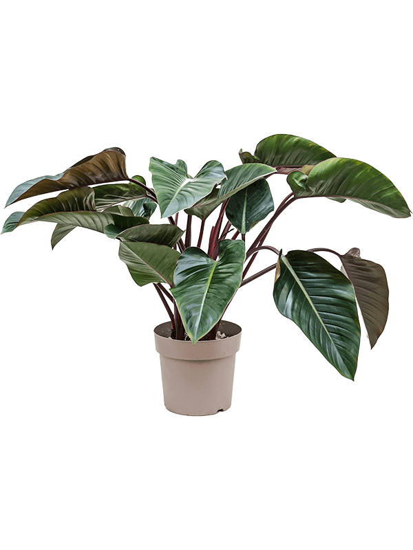 Philodendron 'Red Beauty' (Erde 115)