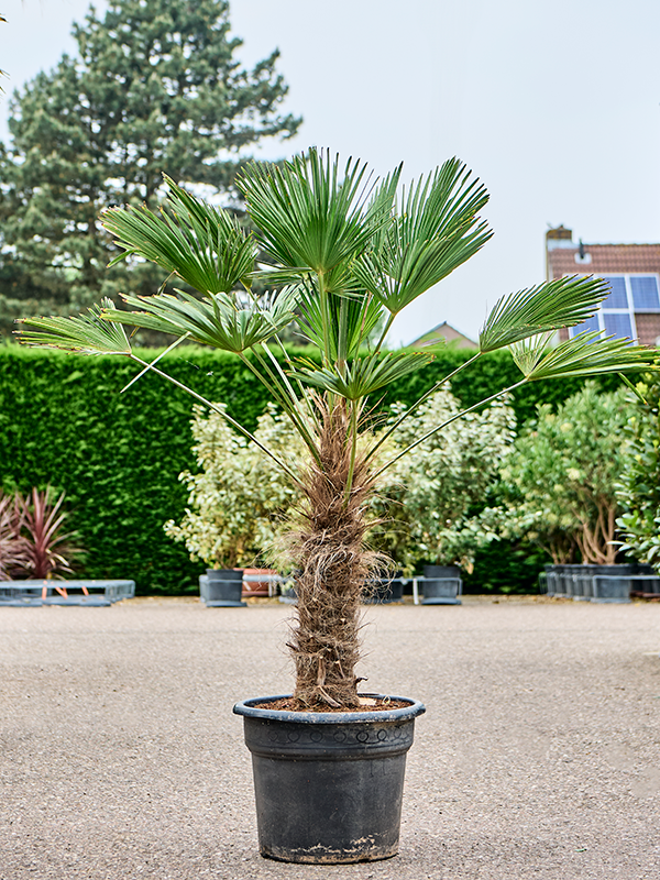 Trachycarpus wagnerianus (Erde 160)