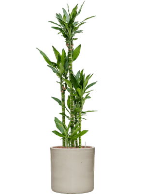 Dracaena fragrans 'Burundii' in Cylinder (148) inkl. Gefäß