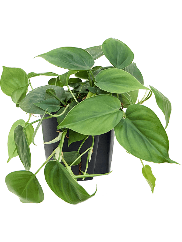 Philodendron scandens (Hydro 25)